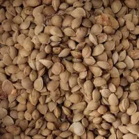خریدار هسته میوه ها