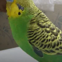 مرغ عشق اپالین