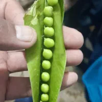 نخود فرنگی خرید نقد