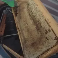 عسل طبیعت سهرورد