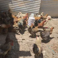 مرغ و خروس