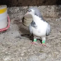 ساده مگسی ماده درشت تخمی