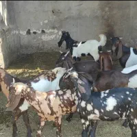 ماهشهر شهرک چمران