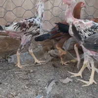 11عدد جوجه خروس لاری