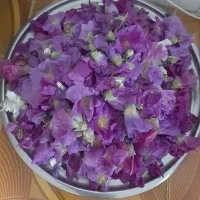 گل ختمی بنفش و صورتی