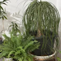 گل و گیاه طبیعی سرحال
