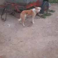 سگ نر|سگ|دهگلان, |دیوار