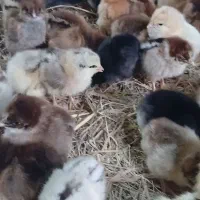 جوجه گلپایگانی کاکلی ۷روزه. موجود است