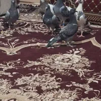 کفتر