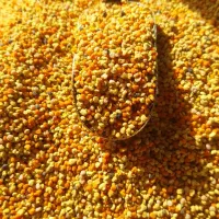گرده گل|خوردنی و آشامیدنی|طارم (زنجان), |دیوار