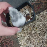 همستر موش بامزه