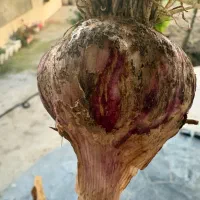 سیرمحلی تازه وخوش عطر وبو بدون برگ وبا برگ