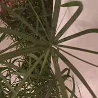 نخل مرداب بزرگ