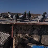 کفتر پرشی همه قلدر باشه