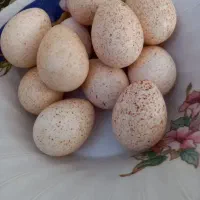 تخم بوقلمون نطفه دار