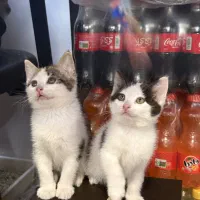 واگذاری ۳ بچه گربهdsh