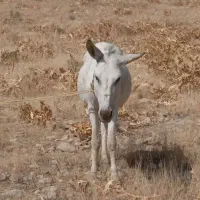 الاغ نر سر حال