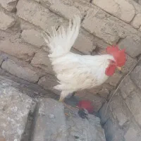 خروس
