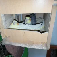 عروس هلندی مولد //همراه جوجه/تخم و تجهیزات و قفس