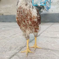 خروس اصل نژاد ویاندوت