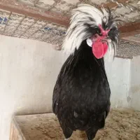 تخم مرغ نطفه دار گلین،سیبرایت،لهستانی