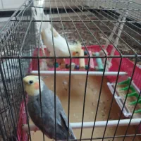 پرنده