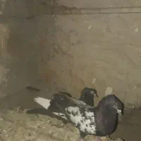کبوتر