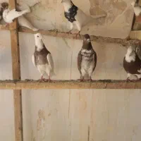 کبوتر
