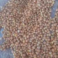 ارزن درشت روسی وارداتی درجه یک- (عمده/خرده)