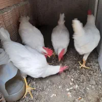 خروس