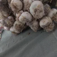 سیر|خوردنی و آشامیدنی|قائن, |دیوار