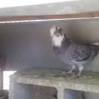 چهار عدد کبوتر