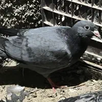 جوجه کبوتر سبز کیلومتری