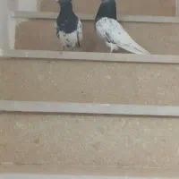 کله اس|پرنده|مشهد, آبکوه|دیوار
