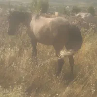 کره مادیان سه ساله دره شوری
