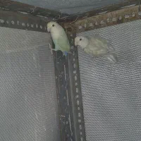 فروش یک جفت طوطی کوتوله برزیلی (راور)