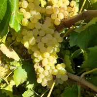انگور بی دانه عسگری مشمستان