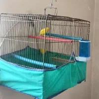 قناری سالم و سرحال ب شرط با قفس
