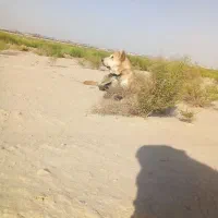 سگ خراسانی