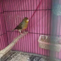 قناری نر مست