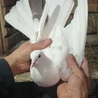 کبوتر