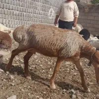 میش‌چینی‌‌‌فروشی