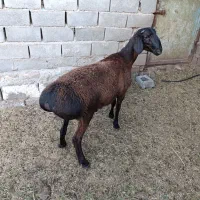 بره قوچی چینی اصیل