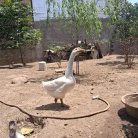قوغاز نر جوان