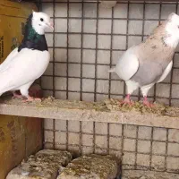 کفتر