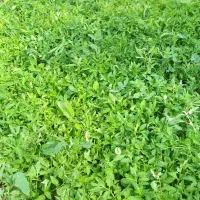 شتل|گل و گیاه طبیعی|میاندوآب, |دیوار