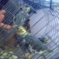 عروس هلندی