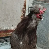 خروس فروشی