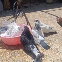 فروش چند جفت کله دمی باپرشتی