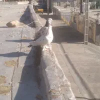 کبوتر نر و ماده
